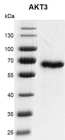 Recombinant AKT3 protein gel 10% SDS-PAGE Coomassie staining MW: 60.8 kDa Purity: ≥90%