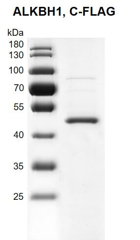 Recombinant ALKBH1 FLAG-Tag protein gel 10% SDS-PAGE with Coomassieblue staining MW: 45.5 kDa Purity: >88%