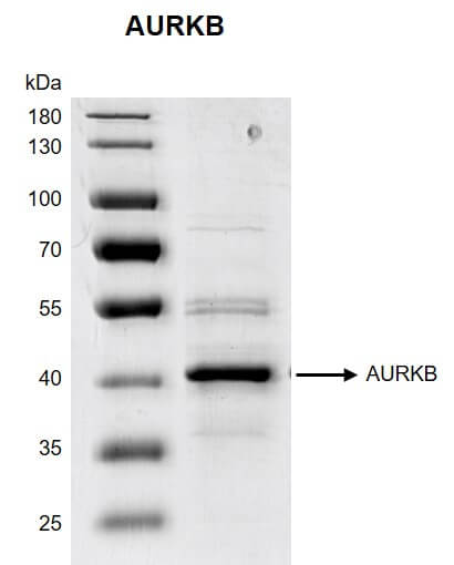 Recombinant AURKB protein gel 10% SDS-PAGE with Coomassie staining MW: 40.5 kDa Purity: >80%