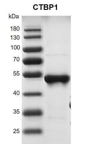 Recombinant CTBP1 protein 10% SDS-PAGE Coomassie staining MW: 51.1 kDa Purity: >90%