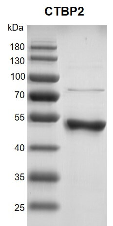 Recombinant CTBP2 protein 10% SDS-PAGE Coomassie staining MW: 52.5 kDa Purity: >90%