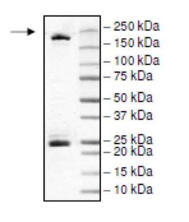 DNMT1 protein gel. DNMT1 (2.8 ug) run on a 4-20% SDS-PAGE gel and stained with Coomassie Blue. Arrow indicates recombinant DNMT1.