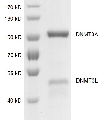 Recombinant DNMT3A / DNMT3L complex gel Recombinant DNMT3A / DNMT3L complex was run on an 8% SDS-PAGE gel and stained with Coomassie blue.