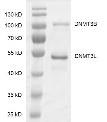 Recombinant DNMT3B / DNMT3L complex gel Recombinant DNMT3B / DNMT3L complex was run on an 10% SDS-PAGE gel and stained with Coomassie blue. MW: DNMT3B: 89.7 kDa DNMT3L: 48.6 kDa Purity: > 91%