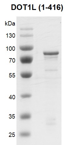 Recombinant DOT1L (1-416) protein gel. Recombinant DOT1L (1-416), protein was run on a 10% SDS-PAGE gel and stained with Coomassie Blue. MW: 72 kDa Purity: > 80%