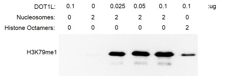 Recombinant DOT1L (1-416) protein activity. 2 ug recombinant nucleosomes were incubated with DOT1L protein for 3 hrs at RT and reaction products detected by Western Blot (Anti-H3K79me1) with DOT1L protein alone as a negative control. The activity of DOT1L with nucleosomes as substrates is greater than with histone octamer substrates.
