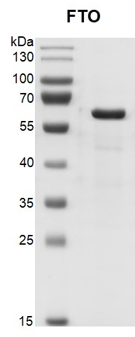 Recombinant FTO protein gel Recombinant FTO was run on a 10% SDS-PAGE gel and stained with Coomassie Blue. MW: 60.4 kDa Purity: > 95%