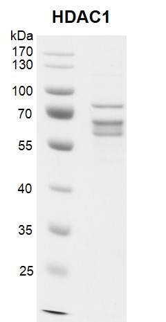 Recombinant HDAC1 protein gel. HDAC1 protein was run on a 10% SDS-PAGE gel and stained with Coomassie blue. MW: 56 kDa Purity> >65%