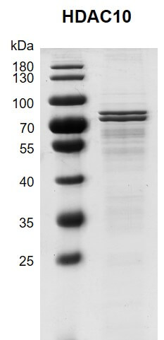Recombinant HDAC10 (2-631) protein gel 10% SDS-PAGE with Coomassie blue staining MW: 68.4 kDa Purity: >70%
