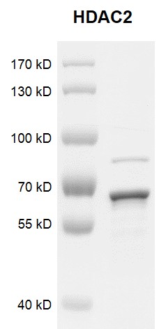 Recombinant HDAC2 protein gel. HDAC2 protein was run on an 8% SDS-PAGE gel and stained with Coomassie blue. MW: 60 kDa Purity: > 45%