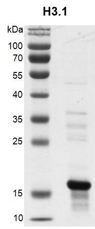 Recombinant Histone H3.1 (Human) protein gel. Recombinant Histone H3.1 run on a 12.5% SDS-PAGE gel and stained with Coomassie Blue. MW: 15.4 kDa Purity: > 90%