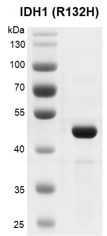 Recombinant IDH1 (R132H) protein10% SDS-PAGE Coomassie staining MW: 47.7 kDa Purity: > 90% 	