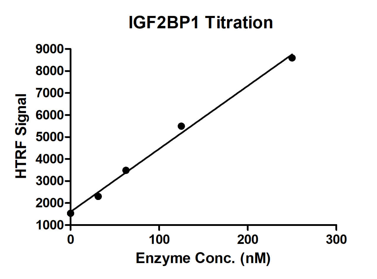 HTRF for IGF2BP1 activity 1 uM ACTB zipcode ssDNA (1212-1313) was incubated with different concentrations of IGF2BP1 protein in a 10 ul reaction system containing 50 mM HEPES-NaOH pH 7.5, 0.1% BSA for 1 hour, then 10 ul anti-FLAG antibody and SA-XL665 mixture (1:100 dilution in the same buffer) was added to each reaction system and incubated for 30 min. All the operations and reactions were performed at room temperature. HTRF assay was used for detection.