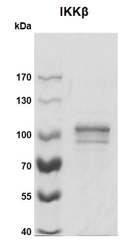 Recombinant IKK&beta protein gel> 7.5% SDS-PAGE Coomassie staining MW: 87.8 kDa Purity: ≥ 60%