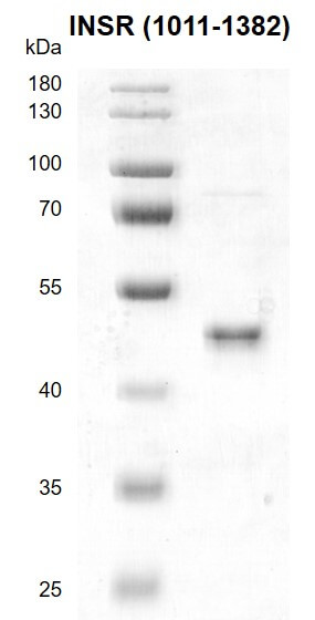 Recombinant INSR (1011-1382) protein gel 10% SDS-PAGE with Coomassie staining MW: 43.2 kDa Purity: >90%