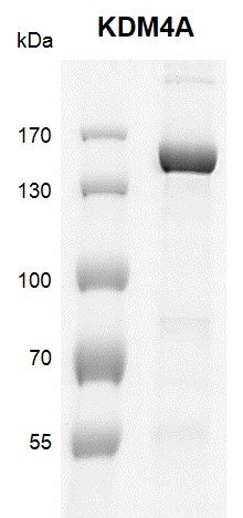 Recombinant JMJD2A / KDM4A protein gel. JMJD2A / KDM4A protein was run on a 10% SDS-PAGE gel and stained with Coomassie blue. MW: 125.3 kDa Purity: > 85%