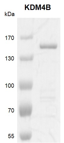 Recombinant JMJD2B / KDM4B protein gel. JMJD2B / KDM4B protein was run on an 8% SDS-PAGE gel and stained with Coomassie blue. MW: 126.9 kDa Purity: >70%