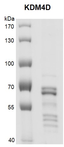 Recombinant JMJD2D / KDM4D protein gel. JMJD2D / KDM4D protein was run on an SDS-PAGE gel and stained with Coomassie Blue.