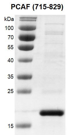 Recombinant KAT2B / PCAF (715-829) protein gel. PCAF (715-829) protein was run on a 12% SDS-PAGE gel and stained with Coomassie Blue.