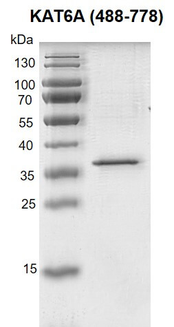 Recombinant KAT6A / MOZ (488-778) protein gel 10% SDS-PAGE gel with Coomassie staining MW: 35.5 kDa Purity: > 95%