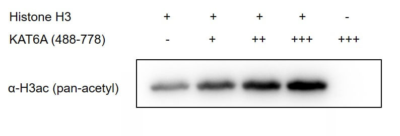 Recombinant KAT6A / MOZ (488-778) protein activity assay 0.5 ug Histone H3.1 (Cat. No. 31296) was incubated with 0 ug (-), 0.1 ug (+), 0.2 ug (++), 0.4 ug (+++) KAT6A / MOZ (488-778) protein in a 20 ul reaction system containing 50 mM Tris-HCl pH 8.6, 2 mM MgCl2, 1 mM TCEP, 0.02% Triton X-100 and 20 uM Acetyl-CoA for 2 hr at RT. Reaction products were detected by Western blot using H3 pan-acetyl antibody (Cat. No. 61637).