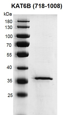 Recombinant KAT6B / MORF (718-1008) protein gel 10% SDS-PAGE gel with Coomassie blue staining MW: 35.7 kDa Purity: > 93%