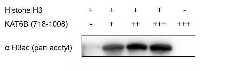 Recombinant KAT6B / MORF (718-1008) protein activity assay 0.5 ug Histone H3.1 (Cat. No. 31296) was incubated with 0 ug (-), 0.1 ug (+), 0.2 ug (++), 0.4 ug (+++) KAT6B / MORF (718-1008) protein in a 20 ul reaction system containing 50 mM Tris-HCl pH 8.6, 2 mM MgCl2, 1 mM TCEP, 0.02% Triton X-100 and 20 uM Acetyl-CoA for 2 hr at RT. Reaction products were detected by Western blot using H3ac (pan-acetyl) antibody (Cat. No. 61637).