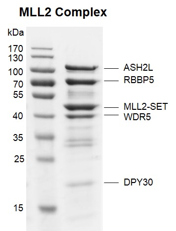 Recombinant KMT2D (MLL2) complex gel Recombinant KMT2D (MLL2) complex was run on an 10% SDS-PAGE gel and stained with Coomassie blue.