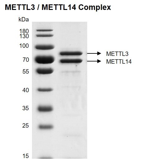 Recombinant METTL3 / METTL14 complex, protein gel. Recombinant METTL3 / METTL14 complex was run on a 10% SDS-PAGE gel and stained with Coomassie Blue. MW: METTL3: 64.5 kDa, MW: METTL14, N-Flag: 53.3 kDa. Purity: >85% Recombinant METTL3 / METTL14 complex, protein gel. Recombinant METTL3 / METTL14 complex was run on a 10% SDS-PAGE gel and stained with Coomassie Blue. MW: METTL3: 64.5 kDa, MW: METTL14, N-Flag: 53.3 kDa. Purity: >85%