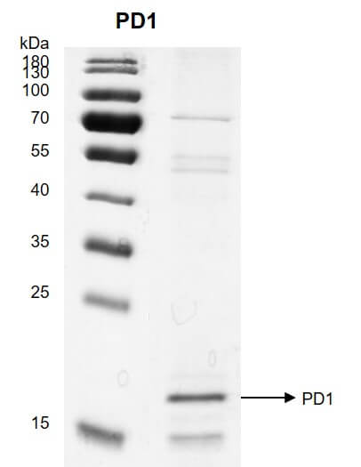 Recombinant PDCD1 / PD1 (25-167) protein 12.5% SDS-PAGE Coomassie staining MW: 17.8 kDa Purity: >60%