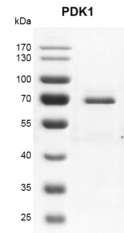 Recombinant PDK1 protein gel 10% SDS-PAGE Coomassie staining MW: 64.8 kDa Purity: >90% 	