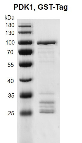 Recombinant PDK1 protein, GST-Tag 10% SDS-PAGE Coomassie staining MW: 89.8 kDa Purity: >70%