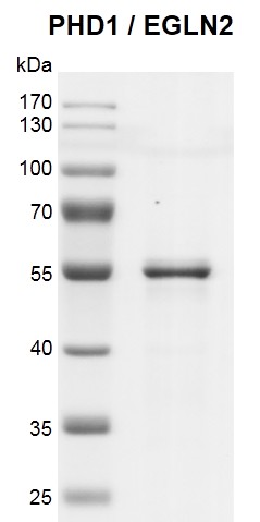 Recombinant PHD1 / EGLN2 protein gel 10% SDS-PAGE Coomassie staining MW: 44.9 kDa Purity: >90%