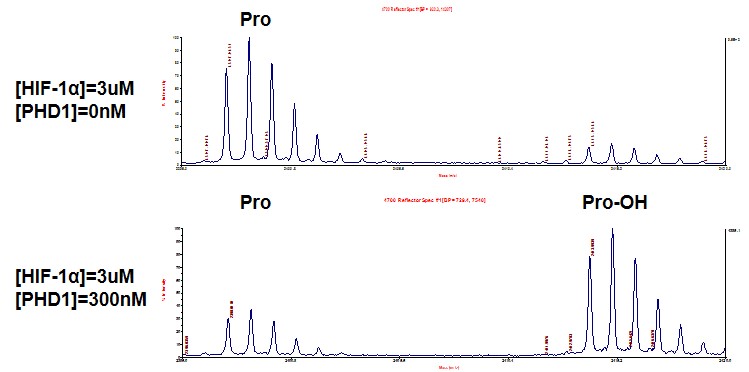 MALDI-TOF for Recombinant PHD1 / EGLN2 protein 3 uM HIF-1a peptide (biotin-DLDLEALAPYIPADDDFQL) was incubated with 300 nM PHD1 / EGLN2 protein in a 30 ul reaction containing 20 mM Tris-HCl pH 7.5, 5 mM KCl, 1.5 mM MgCl2, 1 mM DTT, 100 uM 2-oxoglutarate, 100 uM ascorbate and 50 uM (NH4)2Fe(SO4)2-6H20 for 2 hr. at 30°C. Single 3 uM HIF-1a peptide was used as a negative control. MALDI-TOF was used for detection.