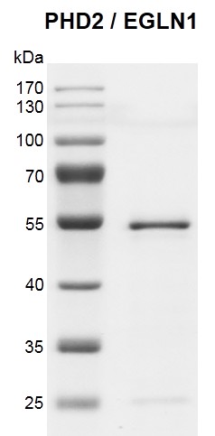Recombinant PHD2 (EGLN1) protein gel 10% SDS-PAGE gel with Coomassie blue staining MW: 47 kDa Purity: > 90%
