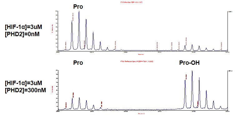 MALDI-TOF for PHD2 (EGLN1) protein activity 3 uM HIF1A (HIF-1a) peptide (peptide sequence: biotin-DLDLEALAPYIPADDDFQL) was incubated with 300 nM PHD2 (EGLN1) protein in a 30 ul reaction system containing 20 mM Tris-HCl pH 7.5, 5 mM KCl, 1.5 mM MgCl2, 1 mM DTT, 100 uM 2-oxoglutarate, 100 uM ascorbate and 50 uM (NH4)2Fe(SO4)2·6H2O for 2 hr at 3&degree;. Single 3 uM HIF1A peptide was used as negative control. MALDI-TOF was used for detection.