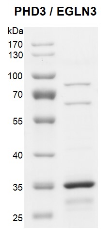 Recombinant PHD3 / EGLN3 protein 10% SDS-PAGE Coomassie staining. MW: 31.1 kDa Purity: >80%