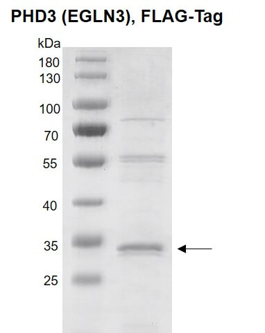 Recombinant PHD3 (EGLN3) protein, FLAG-Tag 10% SDS-PAGE Coomassie staining MW: 28.9 kDa Purity: >80%
