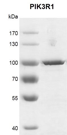 Recombinant PIK3R1 protein gel 7.5% SDS-PAGE Coomassie staining MW: 84.9 kDa Purity: >95%	