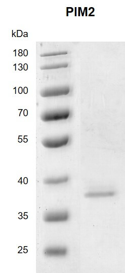 Recombinant PIM2 protein 10% SDS-PAGE with Coomassie staining MW: 35.5 kDa Purity: >95%