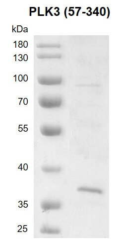 Recombinant PLK3 (57-340) protein 10% SDS-PAGE gel with Coomassie blue staining MW: 33.7 kDa Purity: >85%