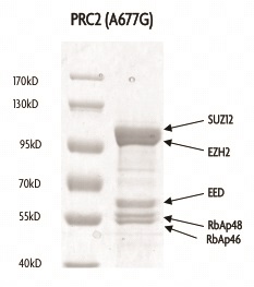 Recombinant PRC2 EZH2 (A677G) complex gel. PRC2 EZH2(A677G) complex was run on an SDS-PAGE gel and stained with Coomassie Blue.