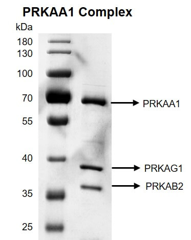 Recombinant PRKAA1 Complex 10% SDS-PAGE with Coomassie blue staining MW of PRKAA1: 65.3 kDa MW of PRKAB2: 30 kDa MW of PRKAG1: 37.6 kDa Purity: >90%