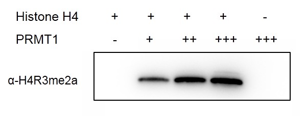 Western blot for PRMT1 methyltransferase activity 0.5 ug Histone H4 was incubated with 0 ug (-), 0.05 μg (+), 0.1 ug (++), 0.2 ug (+++) PRMT1 system for 2 hr at room temperature. Products were detected by Western blot using H4R3me2a (asymmetric) antibody.