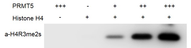 HMT assay for recombinant PRMT5 protein activity 0.25 ug of Histone H4 (Cat. No. 31493) was incubated with 0 ug, 0.075 ug, 0.15 ug, and 0.3 ug PRMT5 protein in a 30 ul reaction system containing 50 mM Tris-HCl pH 8.6, 0.02% Triton X-100, 2 mM MgCl2, 1 mM TCEP, 50 uM SAM for 3 hr at room temperature. Reaction products were run on a 12.5% SDS-PAGE and detected by H4R3me2s antibody (Cat. No. 61187). PRMT5 only was used as negative control. Western Blot was used for activity detection.