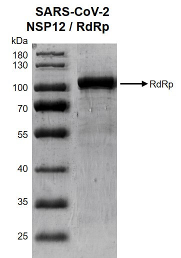 Recombinant SARS-CoV-2 NSP12 / RdRp protein gel 10% SDS-PAGE with Coomassie staining MW: 107.9 kDa Purity: >90%