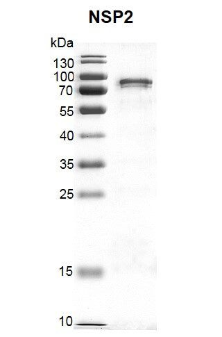 Recombinant SARS-CoV-2 NSP2 protein gel 12.5% SDS-PAGE with Coomassie blue staining MW: 70.52 kDa Purity: >90%