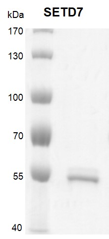 Recombinant SETD7 protein gel. SETD7 protein was run on an 8% SDS-PAGE gel and stained with Coomassie blue.