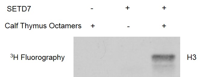 Recombinant SETD7 protein activity assay. 2 ug Calf Thymus Octamers was incubated with 0.5 ug SETD7 protein in reaction buffer containing radioactive 3H-SAM for 2 hour at room temperature. Activity was detected by fluorography.