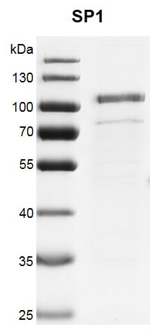 Recombinant SP1 protein | Proteintech